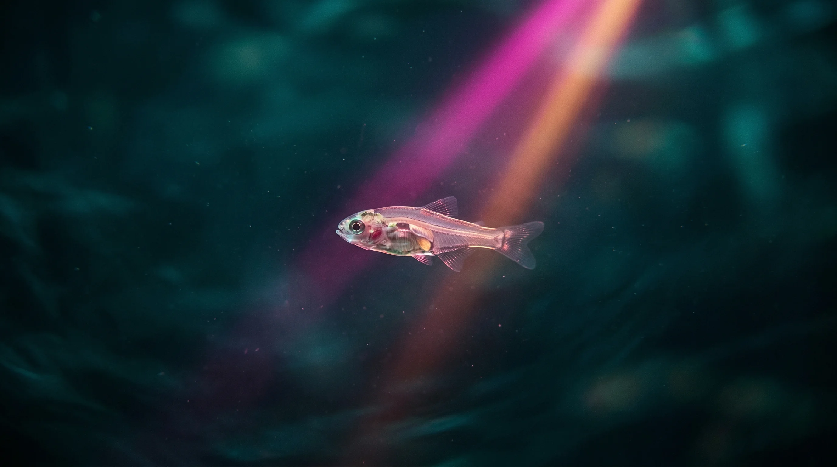 Digital illustration for article section "The Pittsburgh Angle" in "AI Vision Systems Transform Fish Farming as Industry Races to Automate" - A conceptual, cinematic close-up of a single translucent juvenile fish suspended in deep, moody wate...