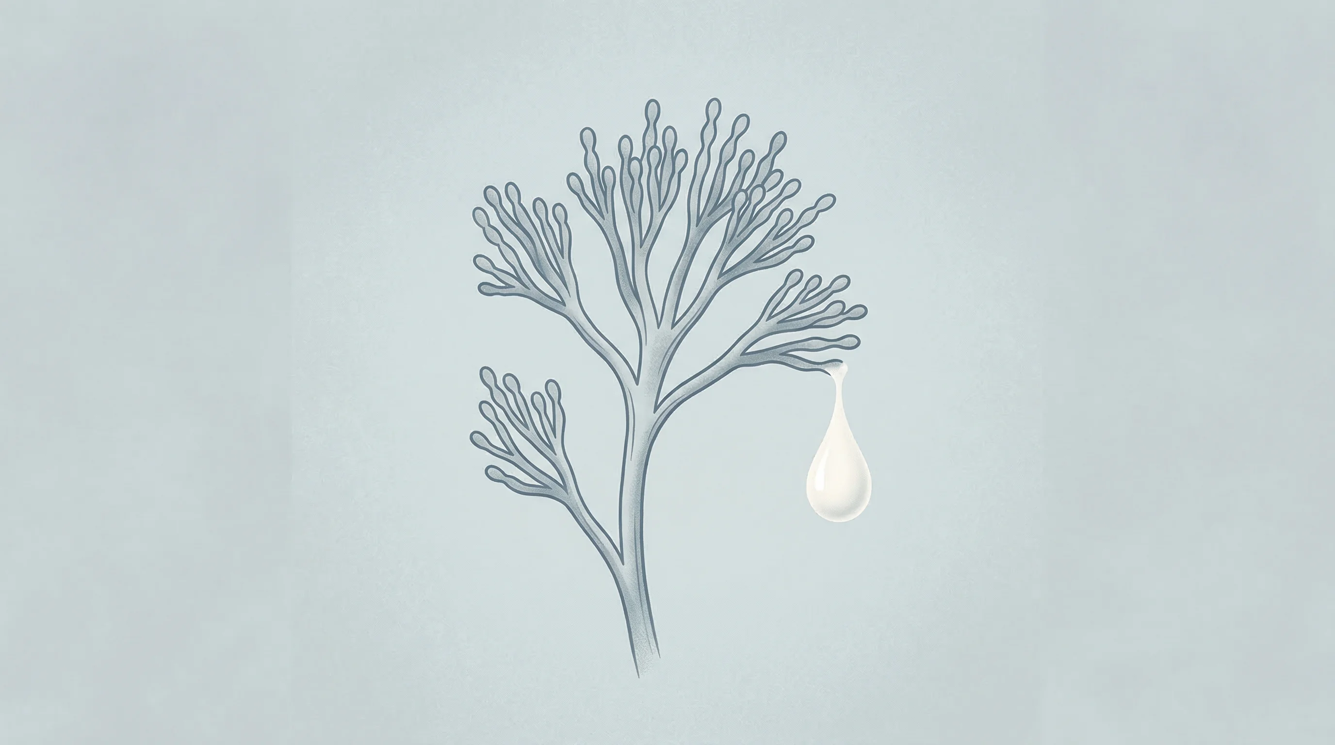 Digital illustration for article section "The Science, in Brief" in "Verley Raises $38M Series A for Cow-Free Whey Protein Scale-Up" - A minimalist, neo-vintage illustration of the delicate, branching botanical structure of the Aspergi...
